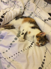 Chouquette