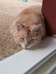 Simba
