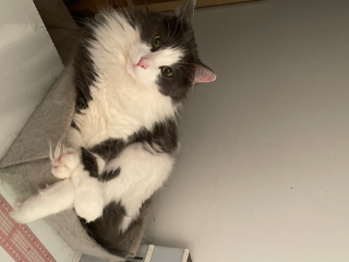 Berlioz