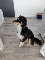 Nala