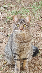 Pablo