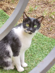 Pepito