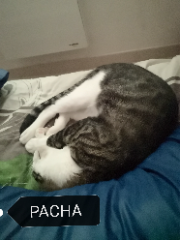 Pacha