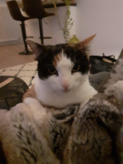 Jasmine