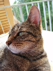 Loulou