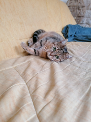 Minette