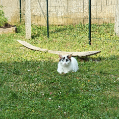 Pumba