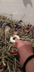 Mimie