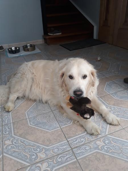 Filou (2eme chien de ma soeur)