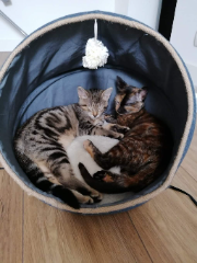 Iris et Maya (chats de ma sœur