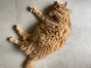 Sumo