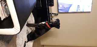 Lola