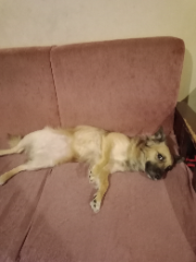 Nala