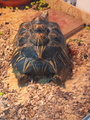 Ninja