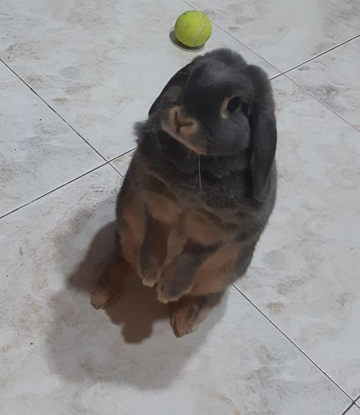 Stella
