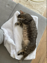Fifi