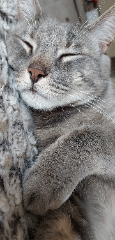 Tigrou