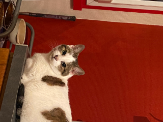 Minette