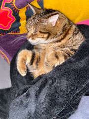 Minouchat