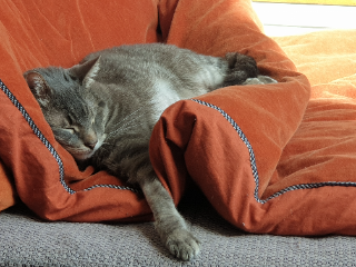 Monsieur Chat