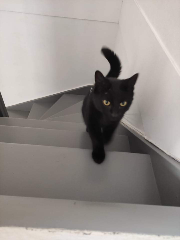 Lilou