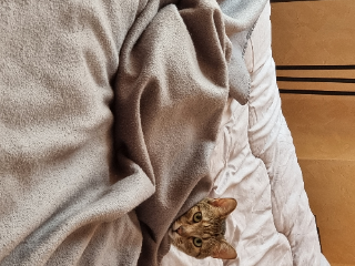 Praline