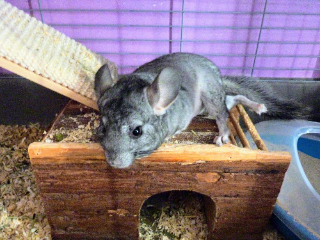 Myrtille
