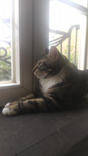 Raja