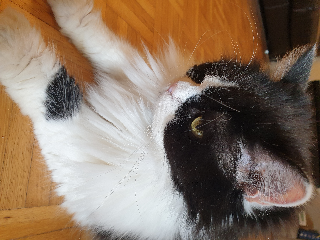 Jack