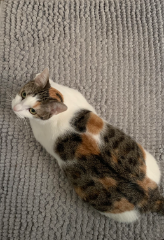 Stella