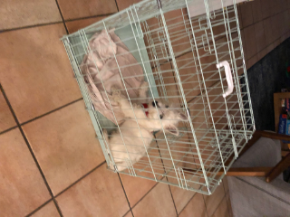 Paco