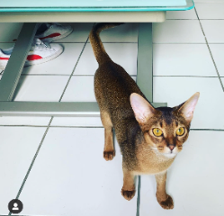 OSCAR