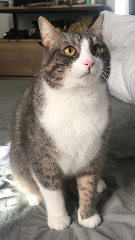 ARCHIE