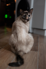Cléo