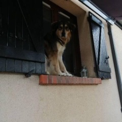 Ciro