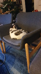 Loki