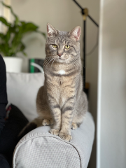 Thor