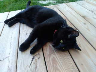 Pusspuss