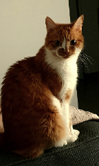 Gatouche