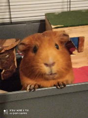 Croquette