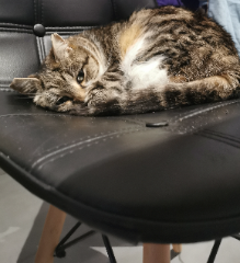 Minette