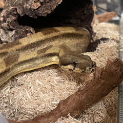 Venomous
