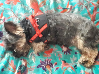 CHAINY
