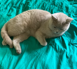 Minet.       Minou