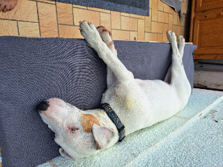 Snoopy