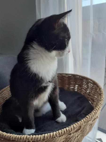Socquette