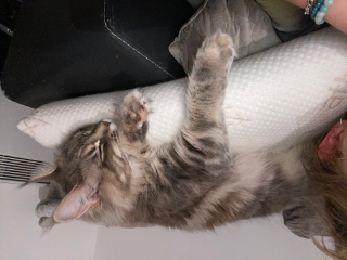 Athena