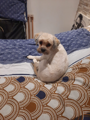 Sissi