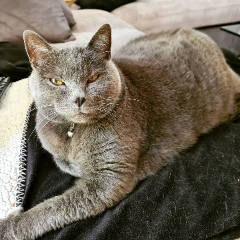 Nini