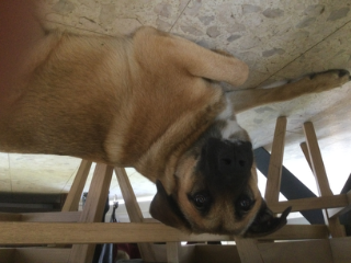 Shuba